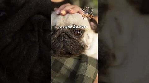 3 FATOS CURIOSOS sobre os cães #7 #shorts