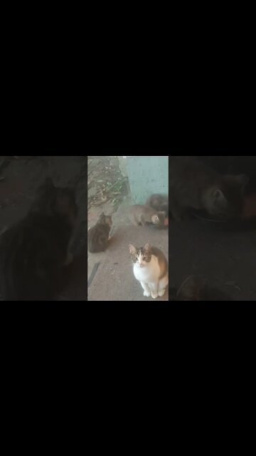 There's Room For Everyone At The Food Bowl