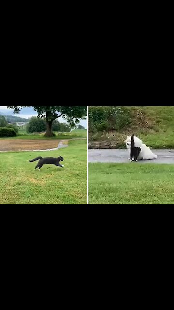 Blind Cat Runs Full Speed Right Into Dog