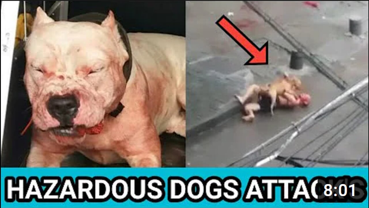 Hazardous dogs attack's on streets, bite's Humans & Kids | Real attacks compilation