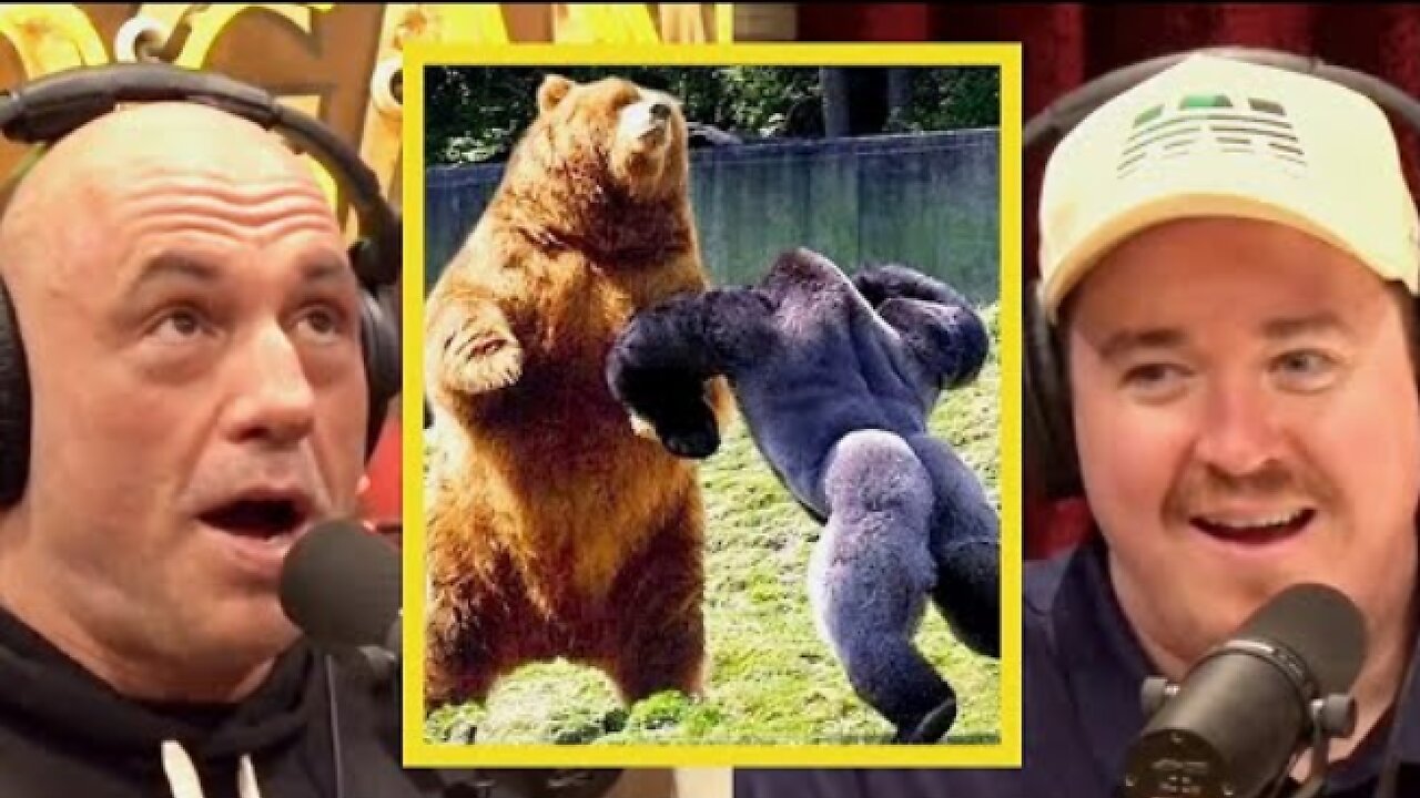 Joe Rogan: "The Grizzly Bear Is Winning"