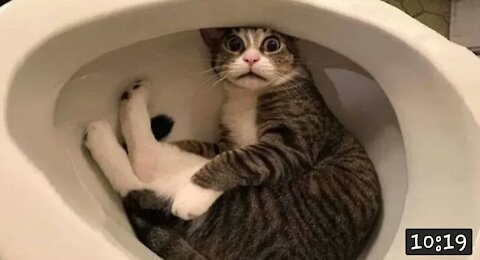 Funniest Pets Don'T Try To Hold Back Laughter😂😂😂