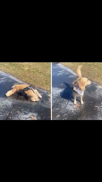 Golden Retriever Tries To Go Swimming On Patch Of Ice