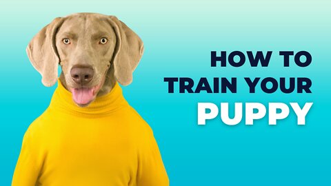 Train your dog for free