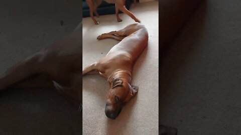 Jealous Pup Hears Me Film The Sleeping Dog