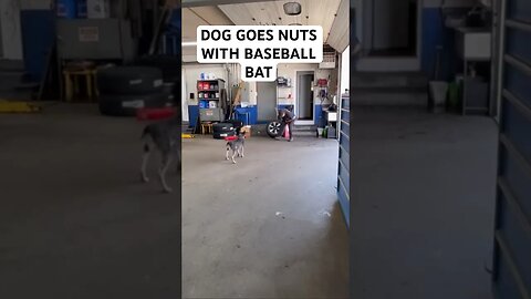 DOG GOES NUTS WITH BASEBALL BAT