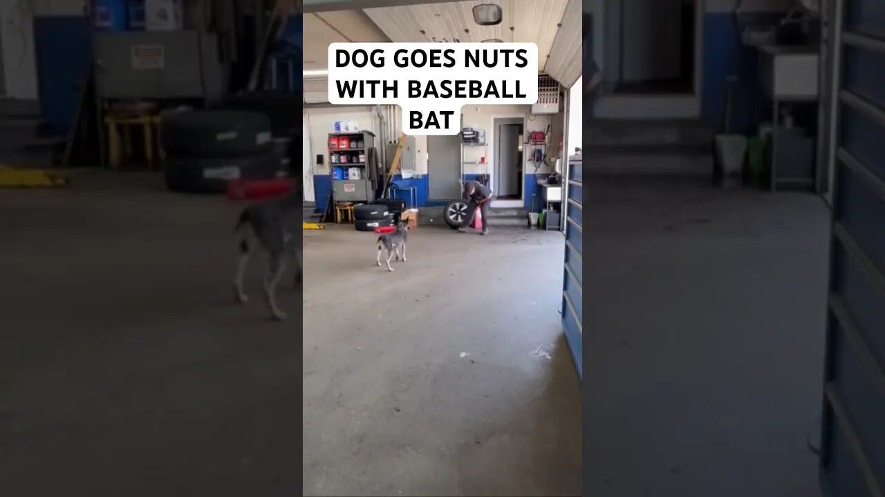 DOG GOES NUTS WITH BASEBALL BAT