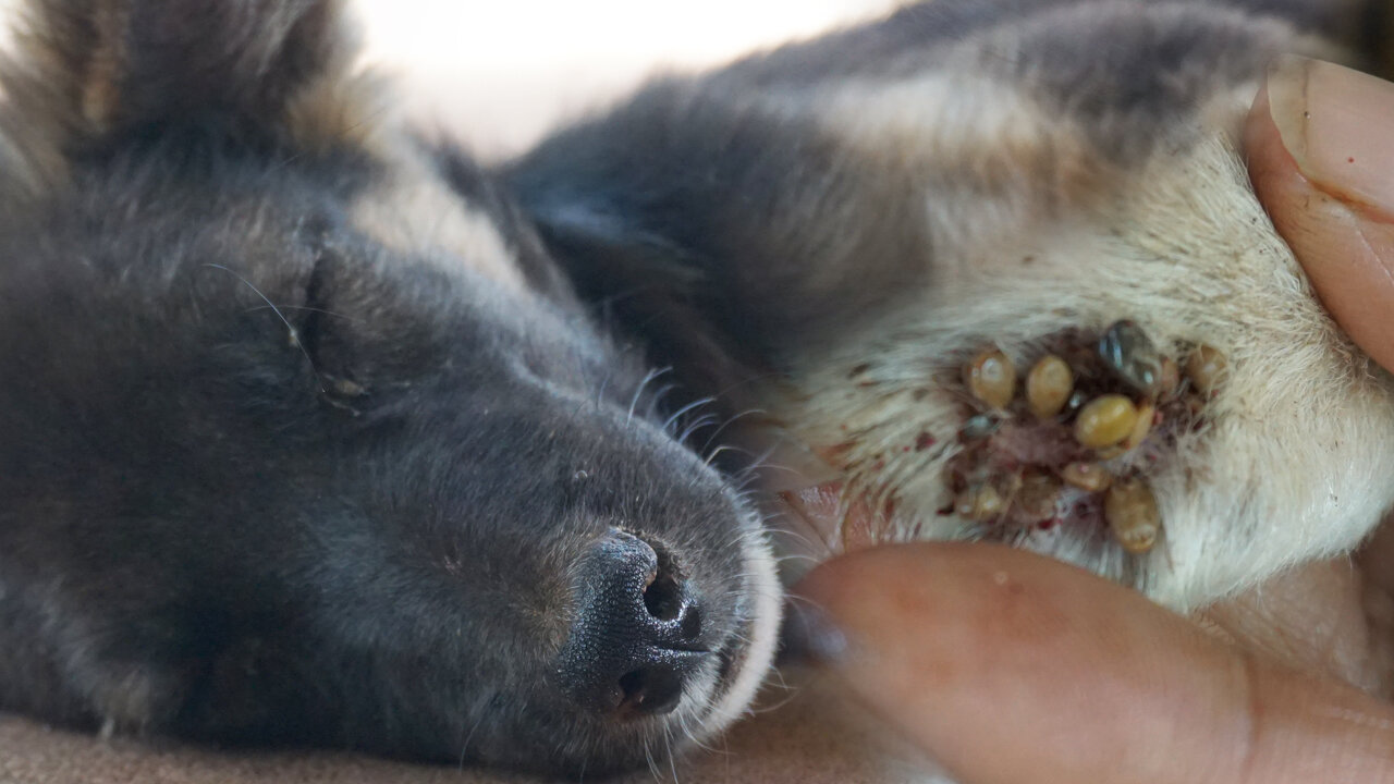 Lady removed tick by tweezer, Puppy need US help