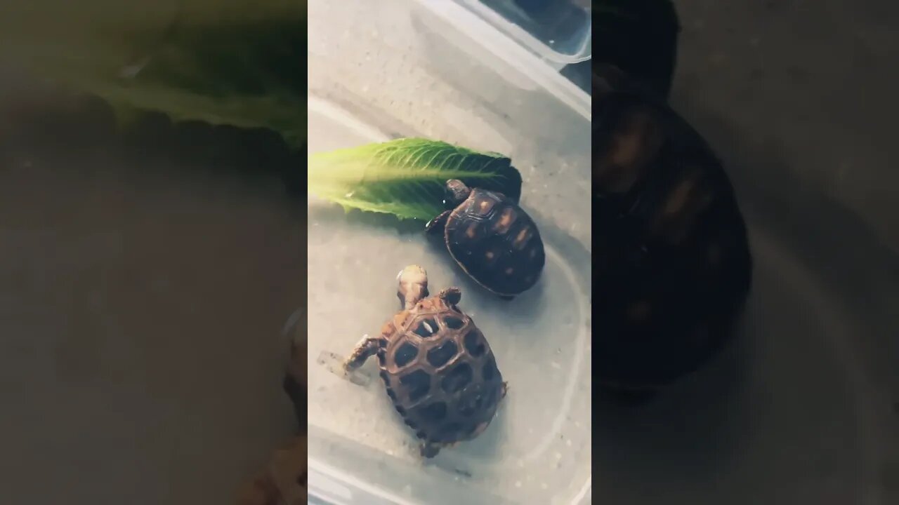 Do you eat while in the bath? #shorts