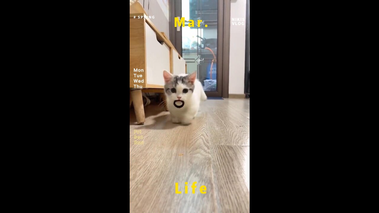 Short-legged cat picking up a hairband