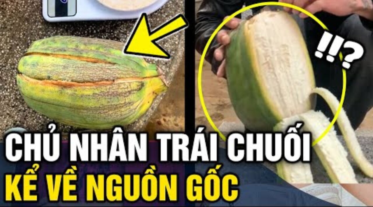 Chủ nhân 'QUẢ CHUỐI KHỦNG' lên tiếng GIẢI ĐÁP nguồn gốc của quả nó