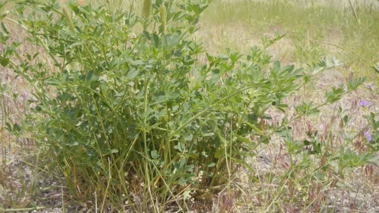 Alfafa ( Medicago sativa ) serve para reduzir a ansiedade e o cansaço