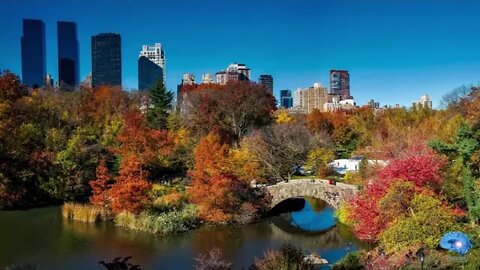 eYe KWU - Birds Of Central Park NYC (Sleeping Music, Relaxing Music, Meditation Music, Calming Music