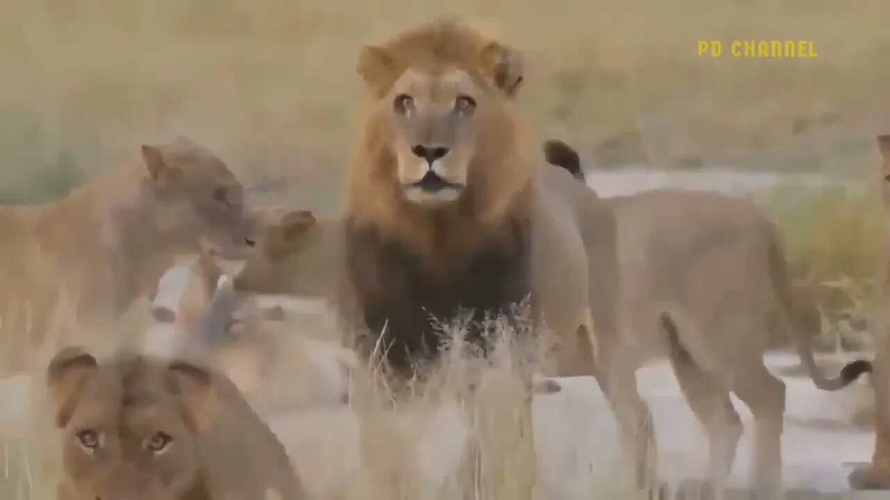 Wildlife | Wildlife sighting | Wild animals | Animals | Big cat battle | Fight for survival