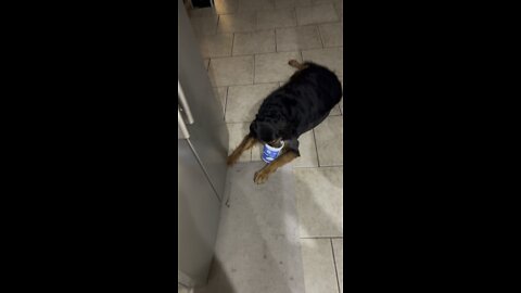 Sugar BooBoo loves her Greek Yogurt