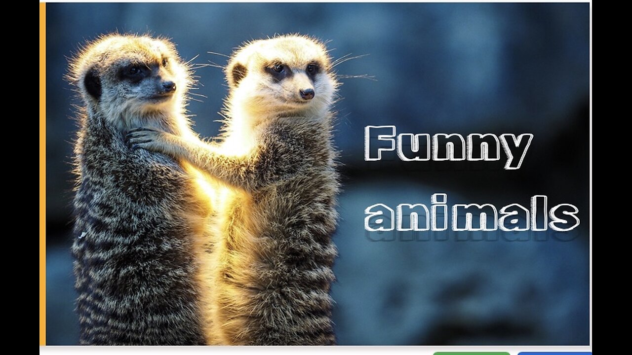 Funny animals video make us laugh 😂