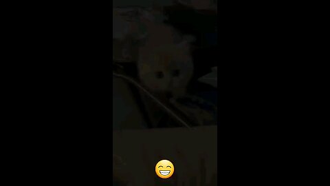 funny cats..😂