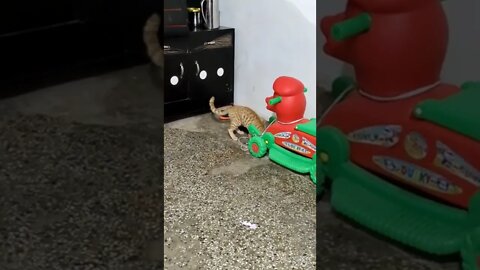 बिल्ली के कार्टून | बिल्ली के वीडियो | techincal kitten