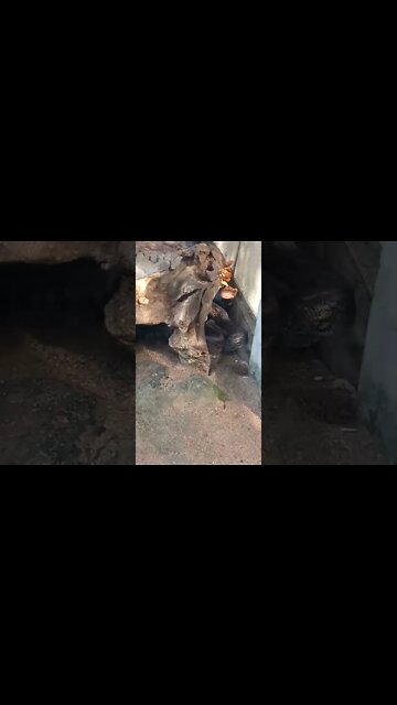 Can you spot the snake under the log.😅