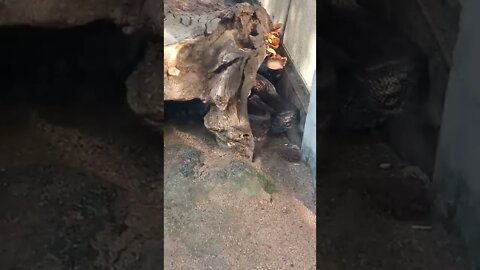 Can you spot the snake under the log.😅