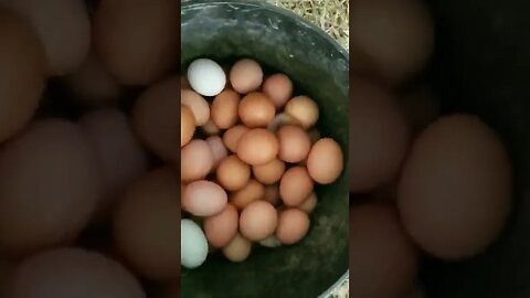 #eggs #chickens #egglayers #freerange #layers #homesteading #farm #farmlife #farmeggs #homestead