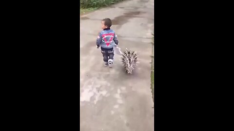 Best Funny Animal Videos of the year (2024), funniest animals ever. relax with cute animals video