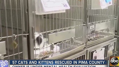 Dozens of cats rescued from hoarding situation in Tucson