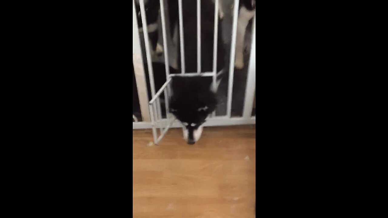 Clever huskies escape gate with ease