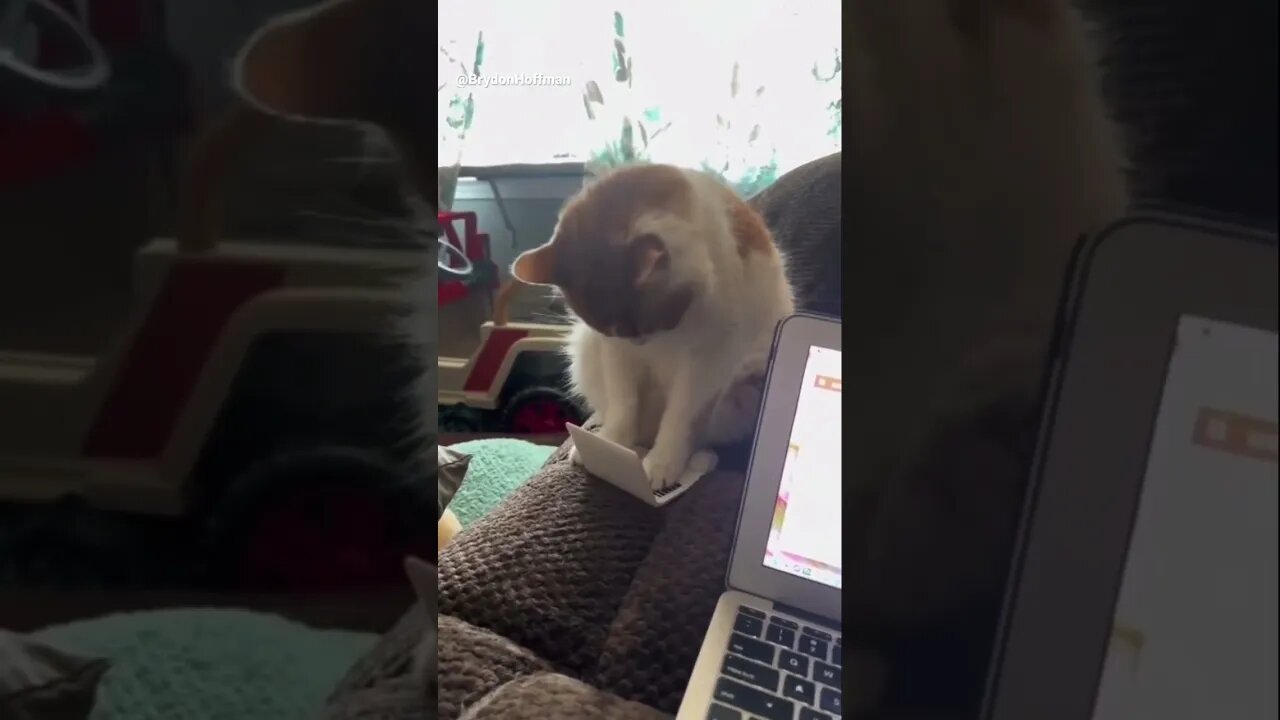 Funny Cat Meme 😂 pt.38 #shorts