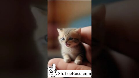 mini cat|迷你貓|ミニネコ|Miniaturization Plan|迷你化計劃|ミニチュア化計画