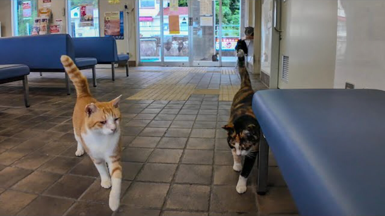 A cat cafe at the ferry terminal on a rainy day?!