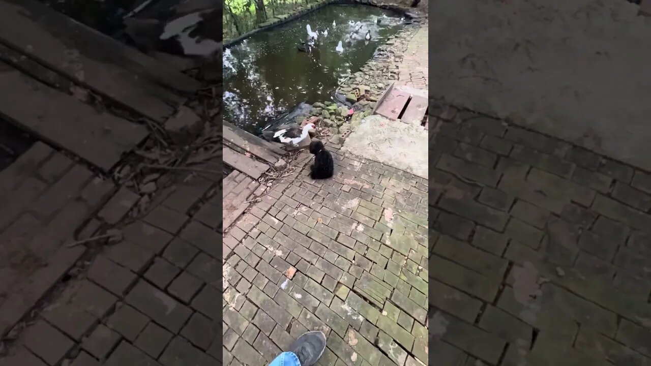 Our puppy helping with the ducks. The title of this video will be B￼onbon, don’t lick the duck poop!