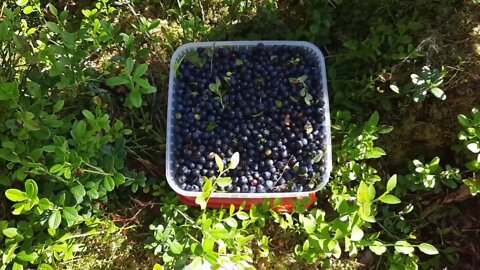 Picking Blueberries