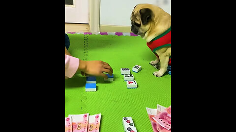 This genius dog is awesome at playing games 😍🐶