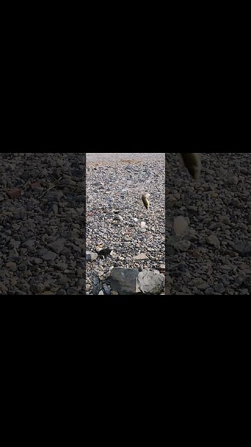 Crazy Upside downed Foul hooked tiny Bergal..😂