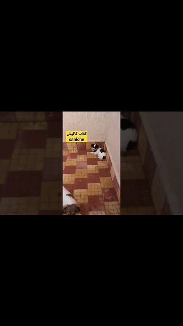 كلاب كانيش caniche كيوت