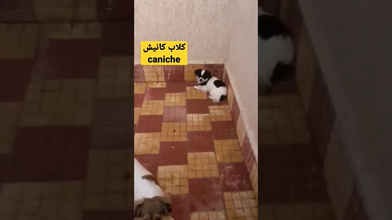 كلاب كانيش caniche كيوت