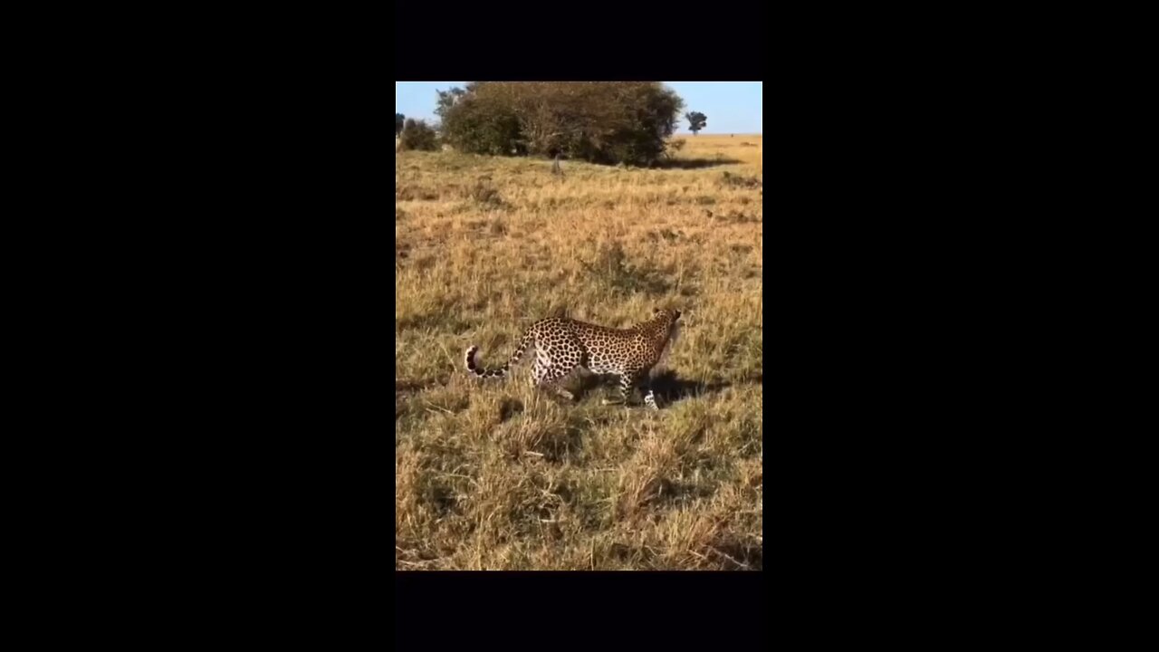 lion attack on the leopard