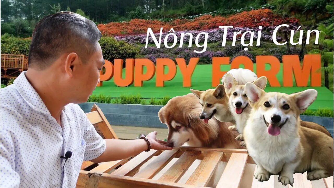 Nông Trại Cún và vườn cà chua ngon mê ly tại Puppy Farm Đà Lạt