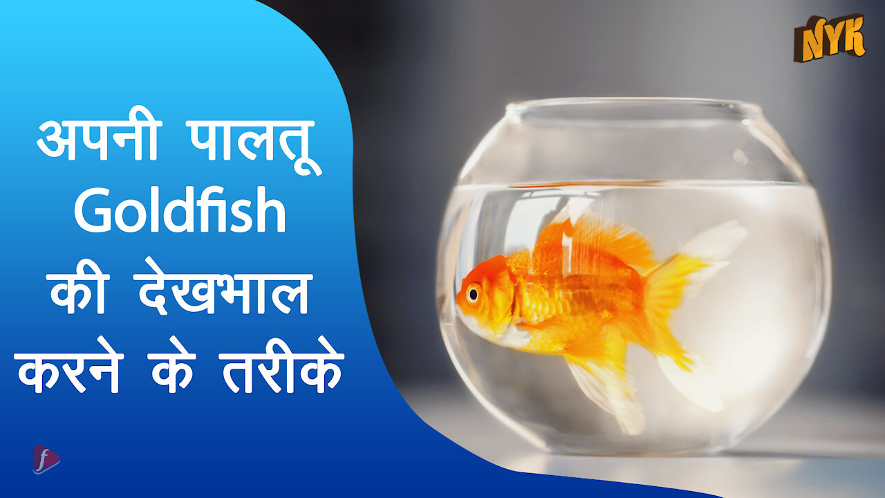 अपनी पालतू goldfish की देखभाल करने के लिए 4 तरीके