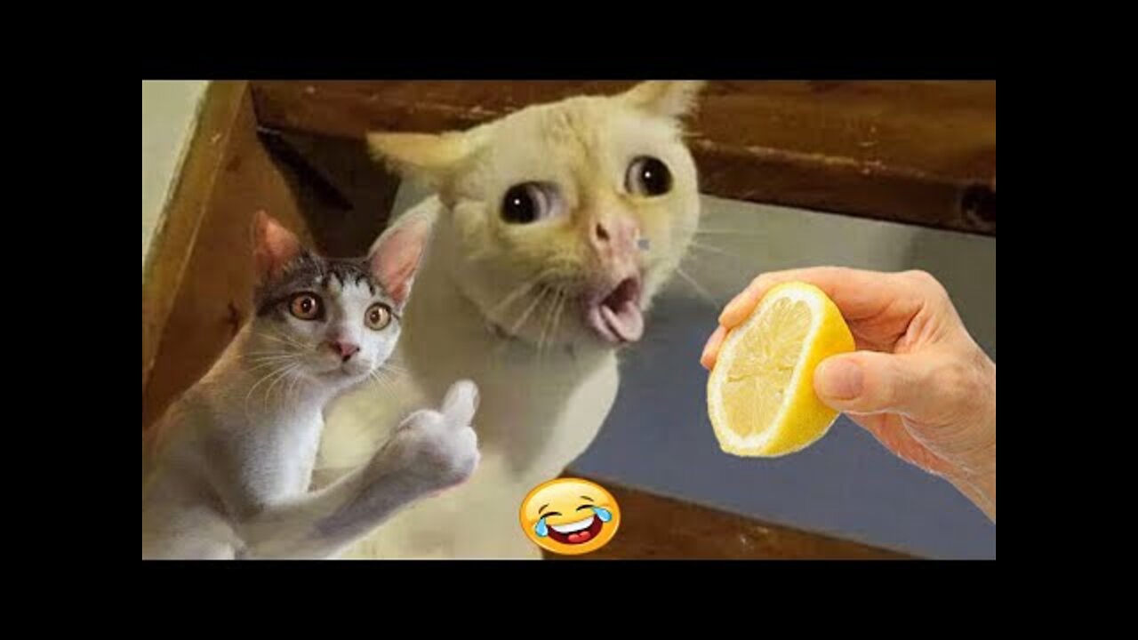 #funny #cute β€ #cats and #dogs πΆπ± part 3