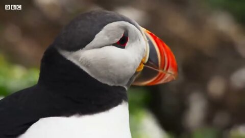 Puffin Hunts Fish To Feed Puffling