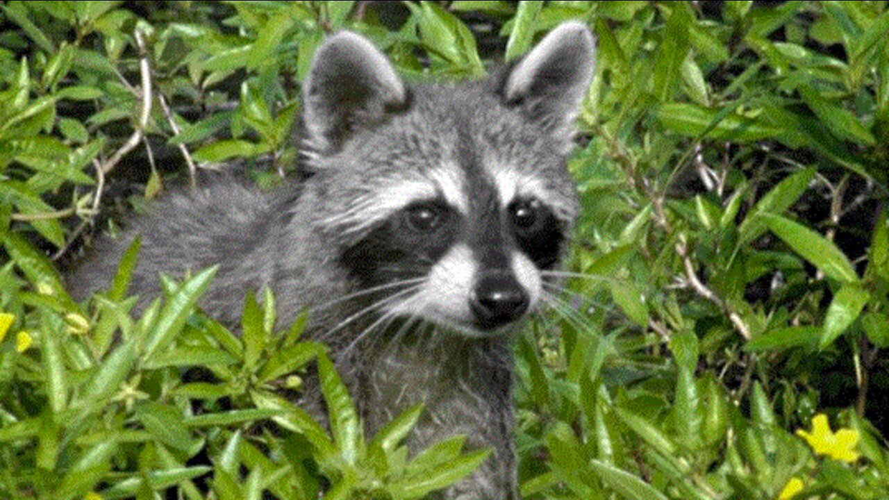 Raccoon in Wellington tests positive for rabies, health officials say