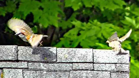 IECV NV #300 - 🐤 🐤 🐤 House Sparrows On The Neighbors Shed Roof 5-9-2017