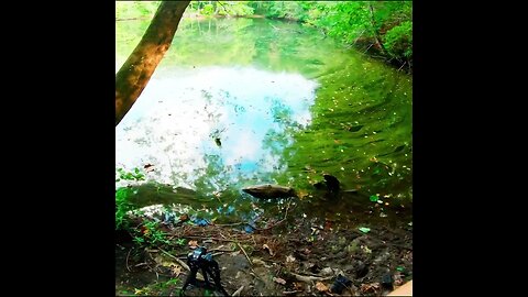 catching a Bream on the Fly