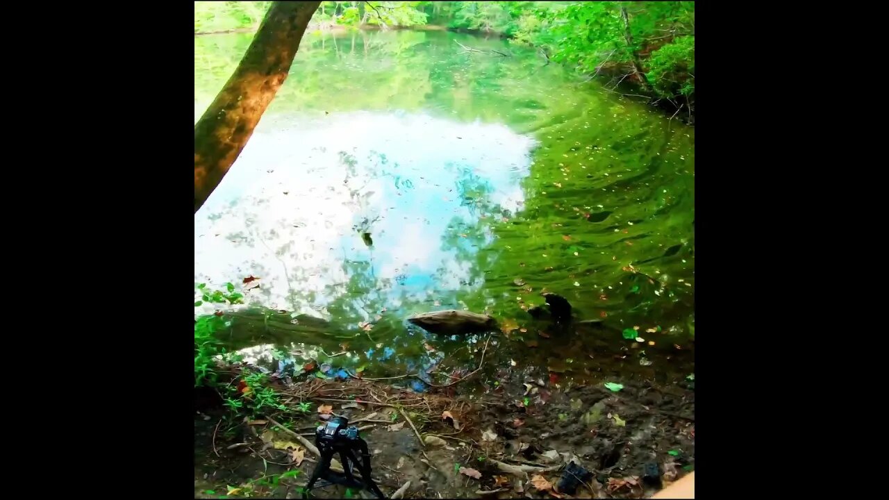 catching a Bream on the Fly