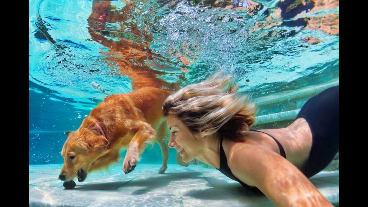 Teaching Dogs How To Swim Step By Step