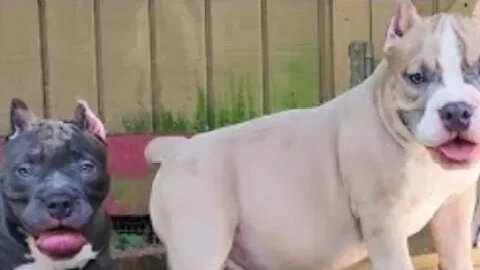 True Freeman explains how to illegally Register The American Pit Bull