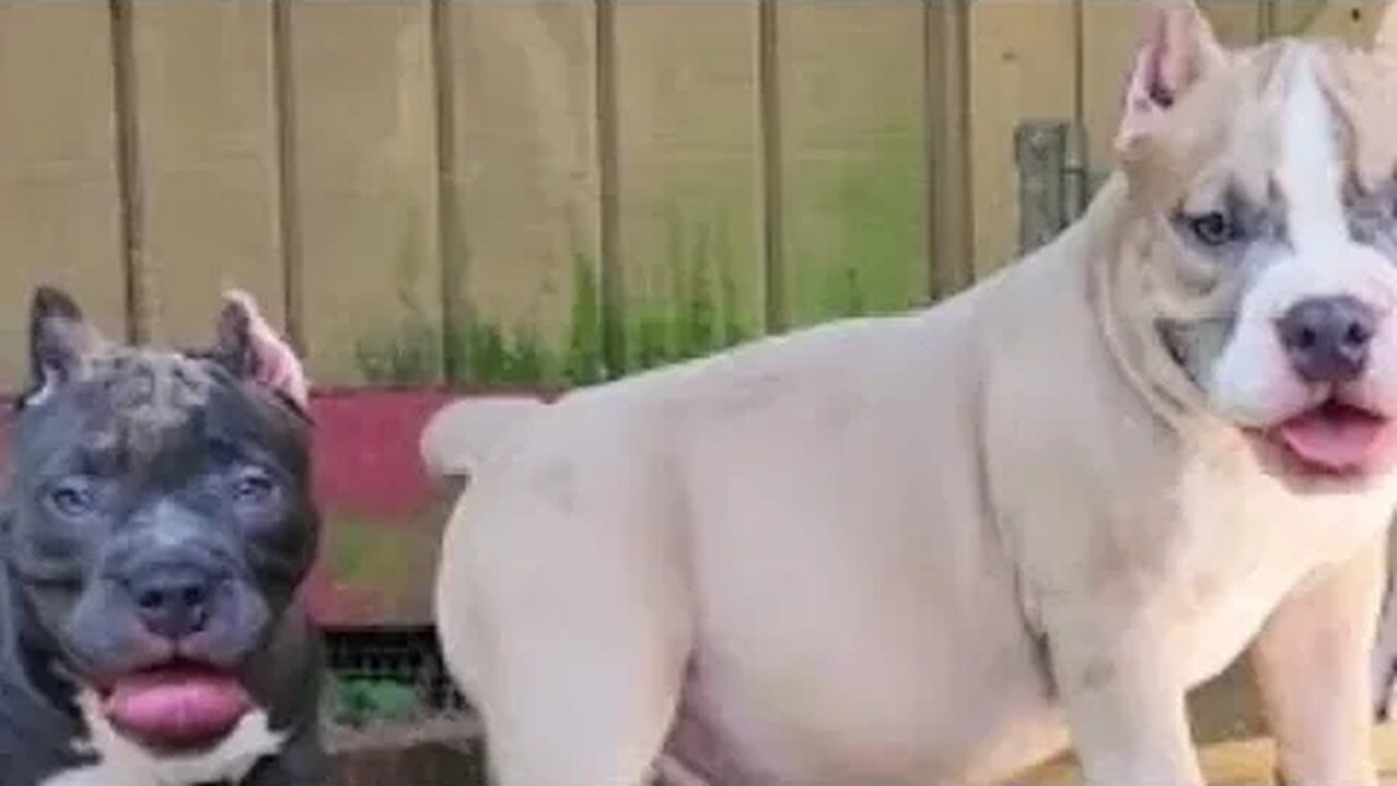 True Freeman explains how to illegally Register The American Pit Bull