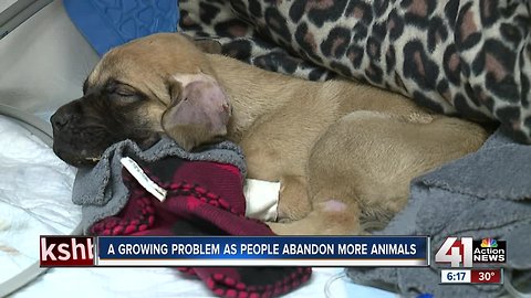 Kansas City shelters seeing uptick in abused animals